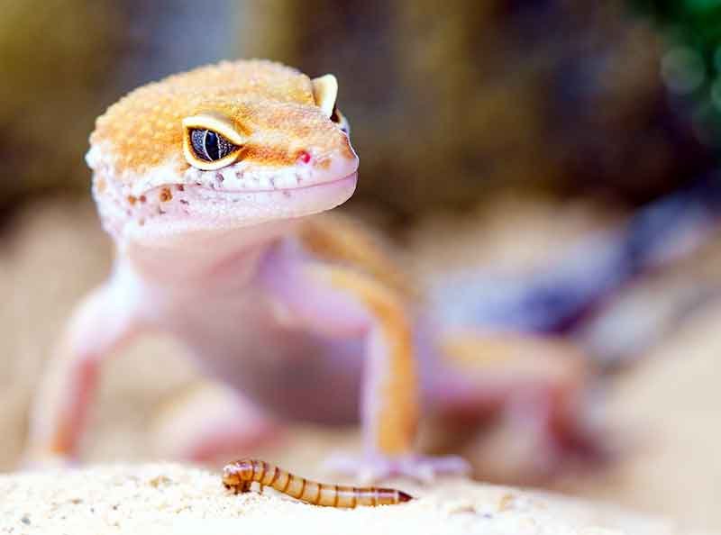 8 Hewan yang Memiliki Mata Super Tajam