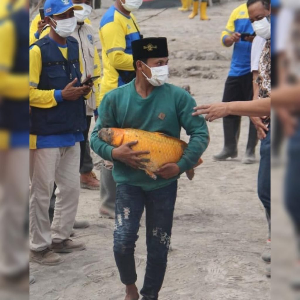 Ikan Emas Selamat dari Erupsi Semeru Jadi Buah Bibir, Netizen : Kelak Jadi Ikan Keramat