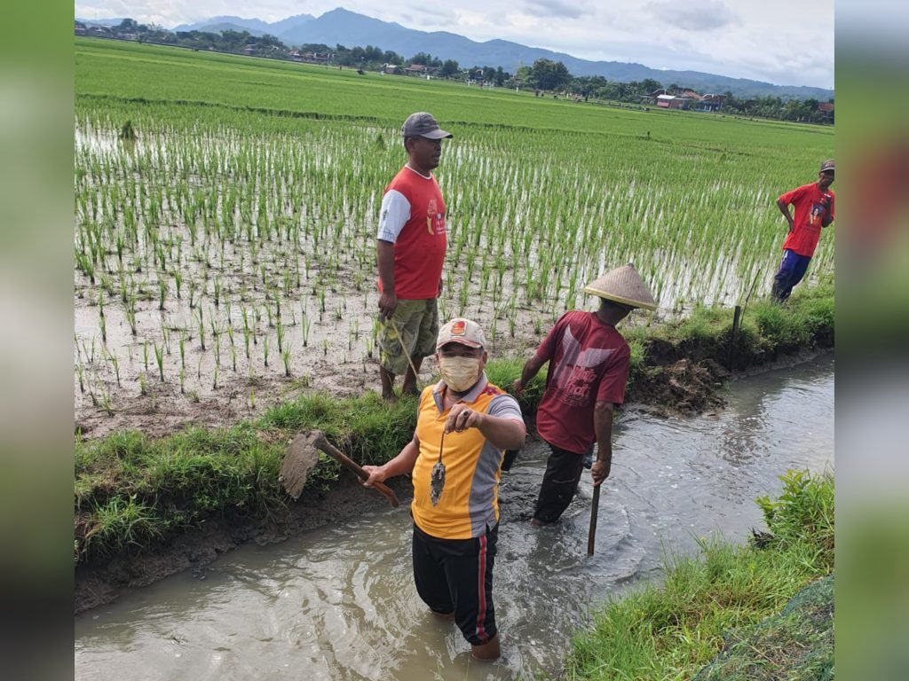 Kapolres dan Pejabat Pemkab Sukoharjo Turun Tangan Basmi Tikus