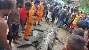 Bikin Begidik, Potongan Tubuh Ditemukan di Perut Buaya Raksasa di Timika