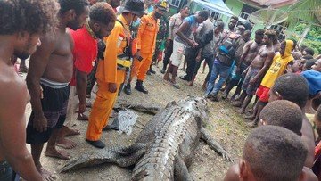 Bikin Begidik, Potongan Tubuh Ditemukan di Perut Buaya Raksasa di Timika