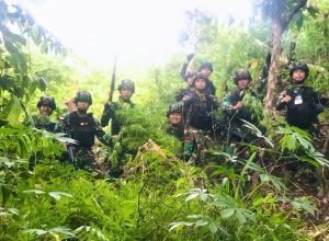 Ladang Ganja Seluas Lima Hektare Ditanam Tak Jauh Dari Pos TNI