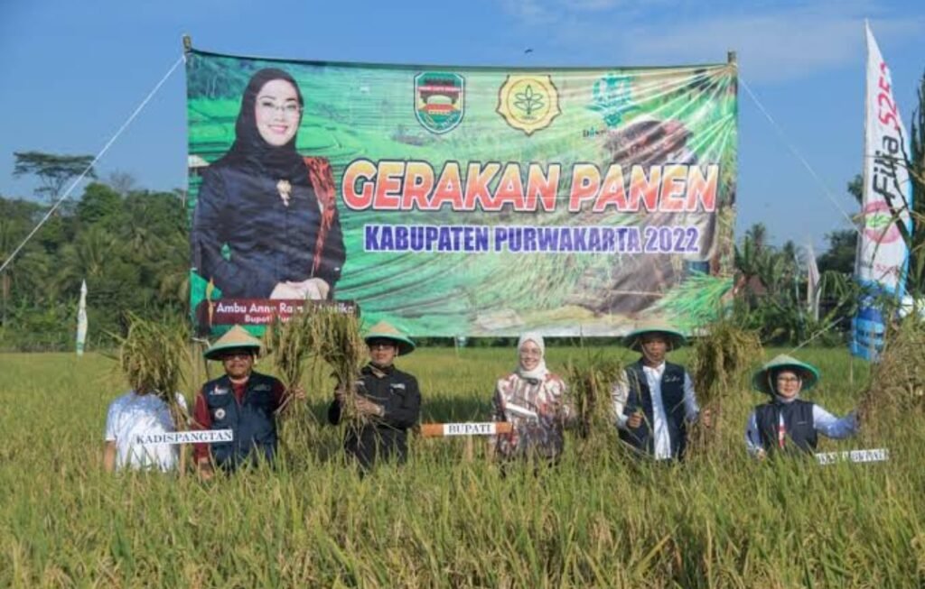 Oktober 2022, Produksi Beras Kabupaten Purwakarta Over Target