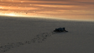 Prosiding Penyu Diluncurkan, Ini Tujuannya !