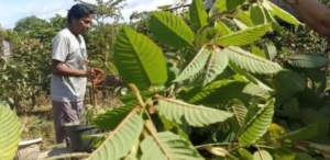 Budidaya Kratom Jadi  Pembahasan Rapat Terbatas Presiden, Seberapa Pentingkah Tanaman ini ?