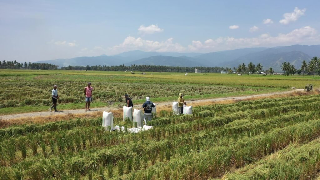 Upaya Swasembada Pangan Tunjukkan Tren Positif