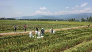 Upaya Swasembada Pangan Tunjukkan Tren Positif