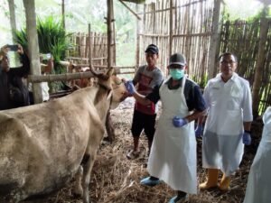 Virus PMK Kembali Serang Sapi Peternak di Jateng