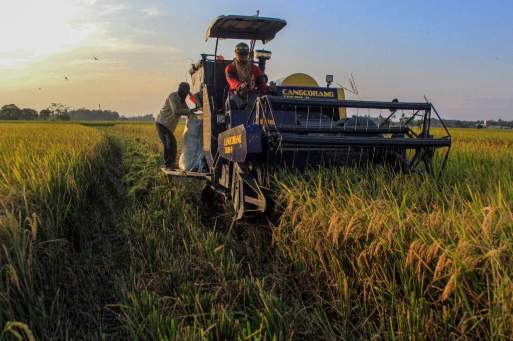 Bulog Ditarget Serap 800 Ribu Ton Beras