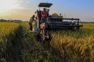 Bulog Ditarget Serap 800 Ribu Ton Beras