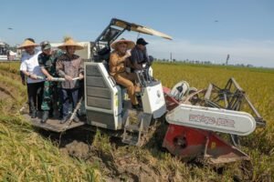 Jateng Ditarget Produksi 11,8 Juta Ton Padi