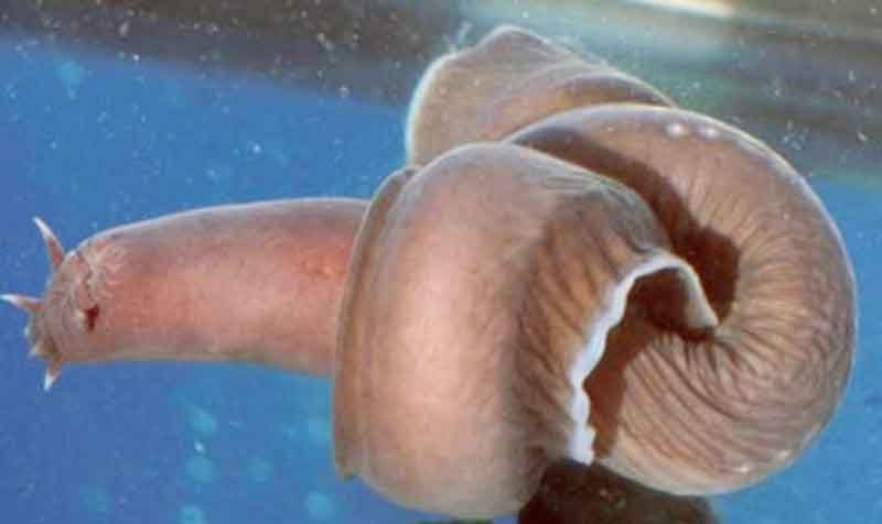 7 Hewan Air yang Memiliki Kemampuan Luar Biasa