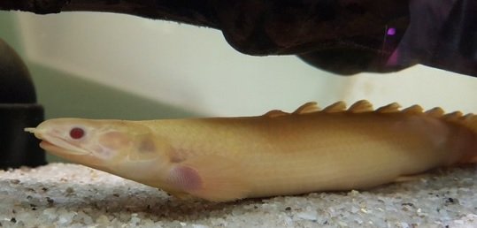 Ikan Palmas Albino, Si Naga Air Tawar