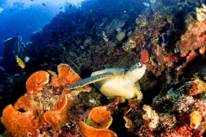 Rayakan Hari Kelautan, Jelajahi 10 Surga Diving Terbaik di Indonesia!