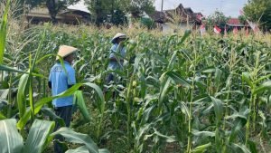 Panen Jagung, Warga Binaan Lapas Purwodadi Tunjukkan Produktivitas