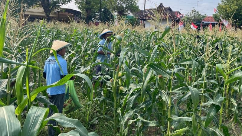 Panen Jagung, Warga Binaan Lapas Purwodadi Tunjukkan Produktivitas