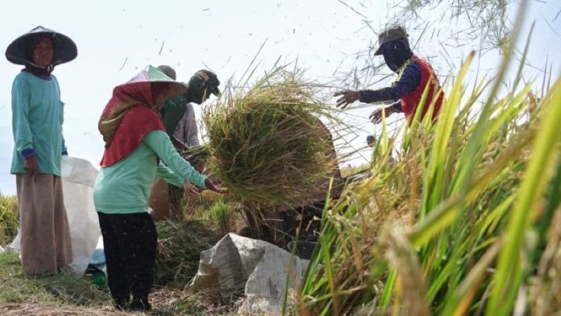 Bulog Pastikan Tetap Serap Gabah Petani, Skema Komersial Jadi Penopang Stabilitas