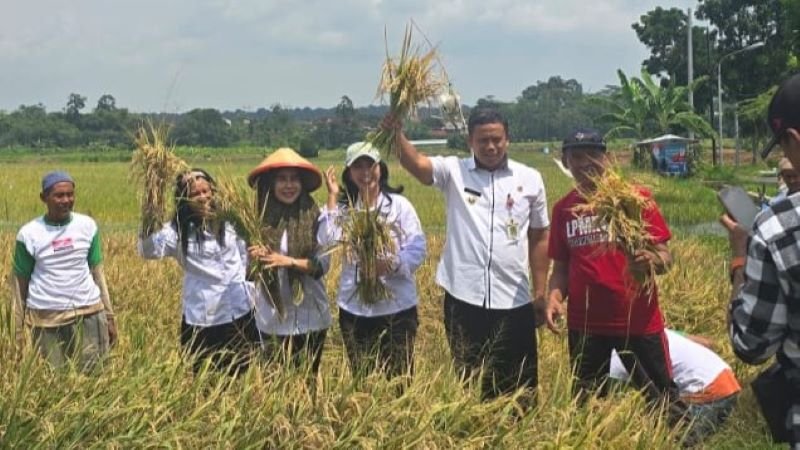 Benih Super Cepat M70D Jadi Primadona di Panen Raya Polaman