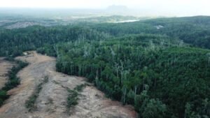 KPK Ungkap Ancaman Besar Deforestasi, Kerugian Negara Tembus Rp175 Triliun