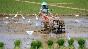 Nusron Temui Prabowo, Alih Fungsi Lahan Bikin 554 Ribu Hektare Sawah Menyusut