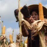 Bulog Jamin Pasokan dan Stabilisasi Harga Jagung Sepanjang 2026