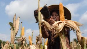 Bulog Jamin Pasokan dan Stabilisasi Harga Jagung Sepanjang 2026