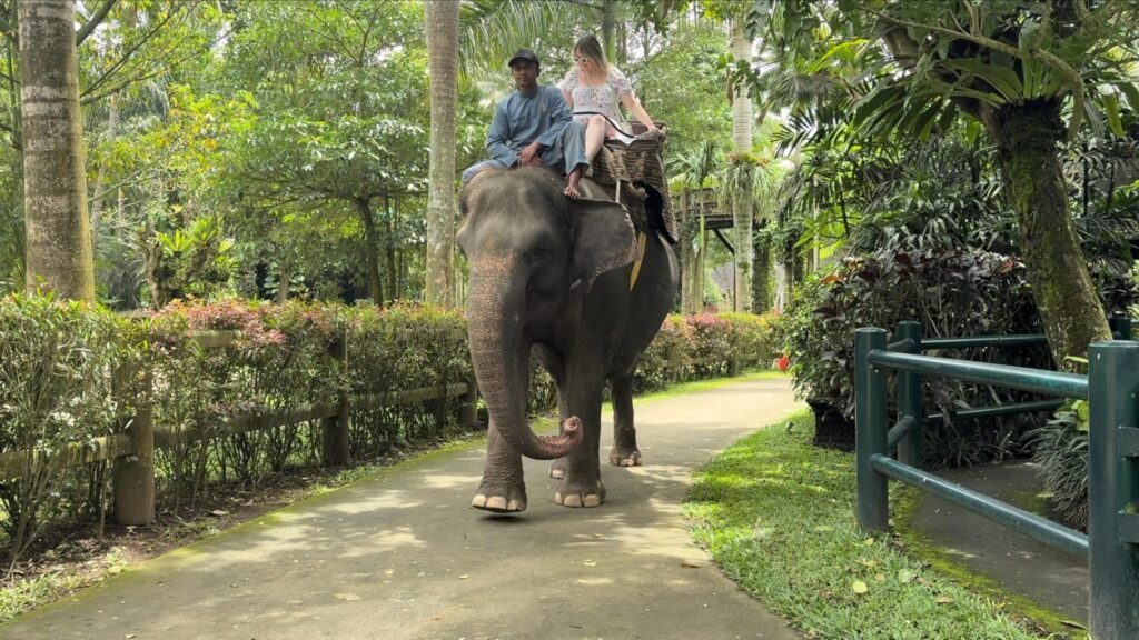 Pemerintah Tutup Total Atraksi Gajah Tunggang