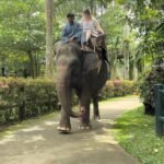 Pemerintah Tutup Total Atraksi Gajah Tunggang