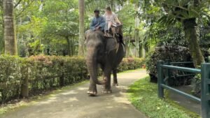 Pemerintah Tutup Total Atraksi Gajah Tunggang