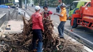 Semarang Diterjang Hujan Angin, 86 Pohon Tumbang Dievakuasi dalam Semalam