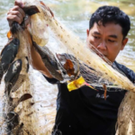 Marak Berantas Ikan Sapu-Sapu di Jakarta, Pakar IPB University Sarankan Tiga Strategi Efektif
