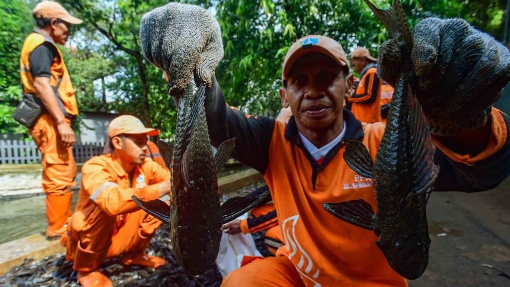 Bikin Begidik ! 7 Ton Ikan Sapu-sapu Ditangkap Lalu Dikubur di Jakarta, Kenapa ?