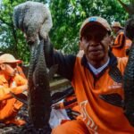 Bikin Begidik ! 7 Ton Ikan Sapu-sapu Ditangkap Lalu Dikubur di Jakarta, Kenapa ?