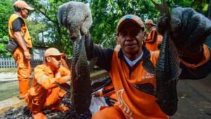 Bikin Begidik ! 7 Ton Ikan Sapu-sapu Ditangkap Lalu Dikubur di Jakarta, Kenapa ?