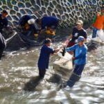 “War’ Ikan Sapu-sapu di Ibukota, Gubernur Pramono Minta Diperluas