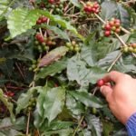 Bentuk Sistem Agroforestri Tradisional, Ini Modal yang Dimiliki Indonesia