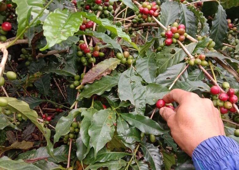 Bentuk Sistem Agroforestri Tradisional, Ini Modal yang Dimiliki Indonesia