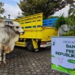 Kurban Presiden Pakai APBN, Stafsus Menang :Sah Secara Agama dan Hukum Negara
