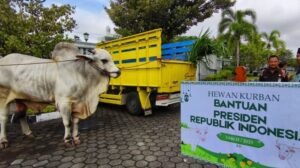 Kurban Presiden Pakai APBN, Stafsus Menang :Sah Secara Agama dan Hukum Negara