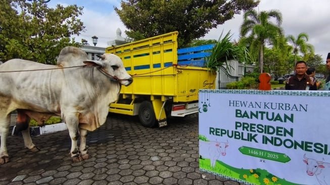 Kurban Presiden Pakai APBN, Stafsus Menang :Sah Secara Agama dan Hukum Negara
