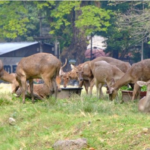 Rusa Makan Sampah di Kota Solo Viral, Kenapa ?