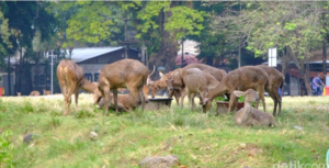 Rusa Makan Sampah di Kota Solo Viral, Kenapa ?