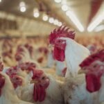 Harga Telur Anjlok dan Peternak Terancam Gulung Tikar, Pemerintah Ungkap Pemicunya