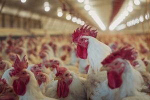 Harga Telur Anjlok dan Peternak Terancam Gulung Tikar, Pemerintah Ungkap Pemicunya