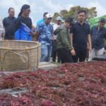 Bantuan Budidaya Rumput Laut Rp 9 M Siap Dongkrak Ekonomi Masyarakat Pesisir Karimunjawa