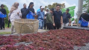 Bantuan Budidaya Rumput Laut Rp 9 M Siap Dongkrak Ekonomi Masyarakat Pesisir Karimunjawa